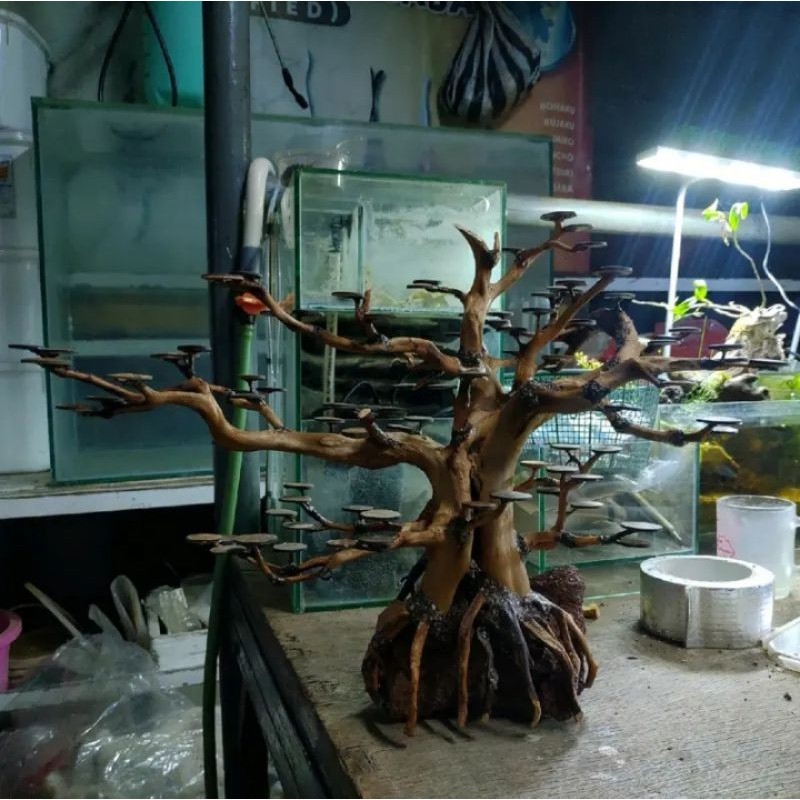 Bonsai Hiasan Aquascape Size Jumbo Tipe Spesial