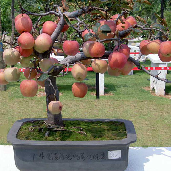 Bibit Tanaman apel fuji merah okulasi cepat berbuah POHON