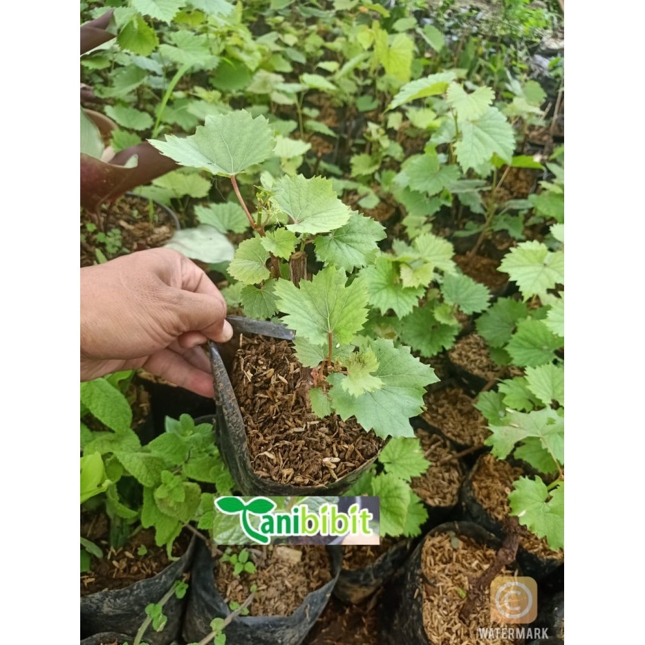 Bibit Anggur red master- Pohon Anggur - Tanaman cepat berbuah POHON