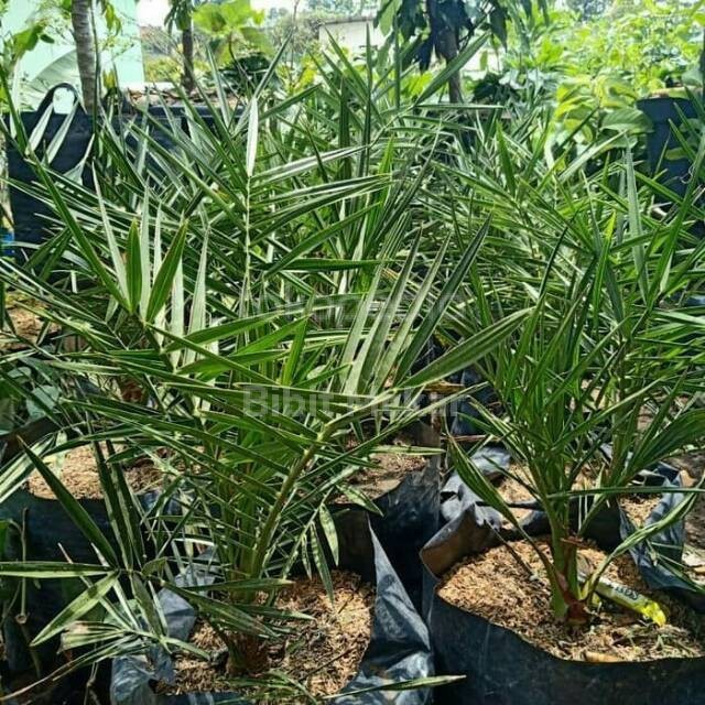 Bibit Pohon Buah Kurma Ajwa POHON