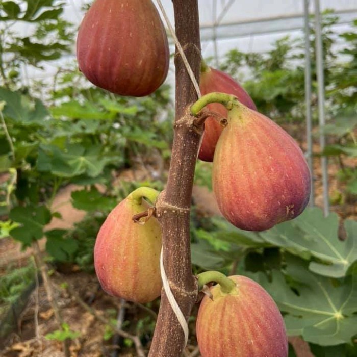 bibit tanaman buah tin jenis Red Palestine jenis buah tin unggul POHON