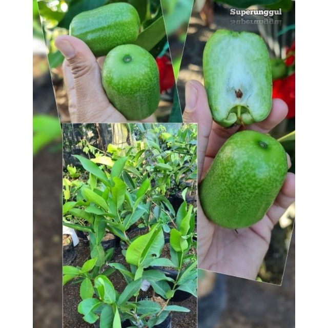 Bibit Tanaman Jambu Air Kiojok Super Manis POHON