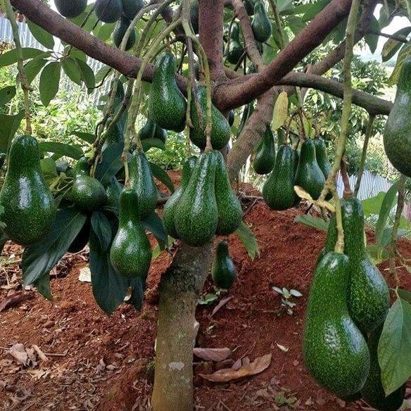 Terlaris apokat bibit tanaman buah alpukat aligator(COD) POHON