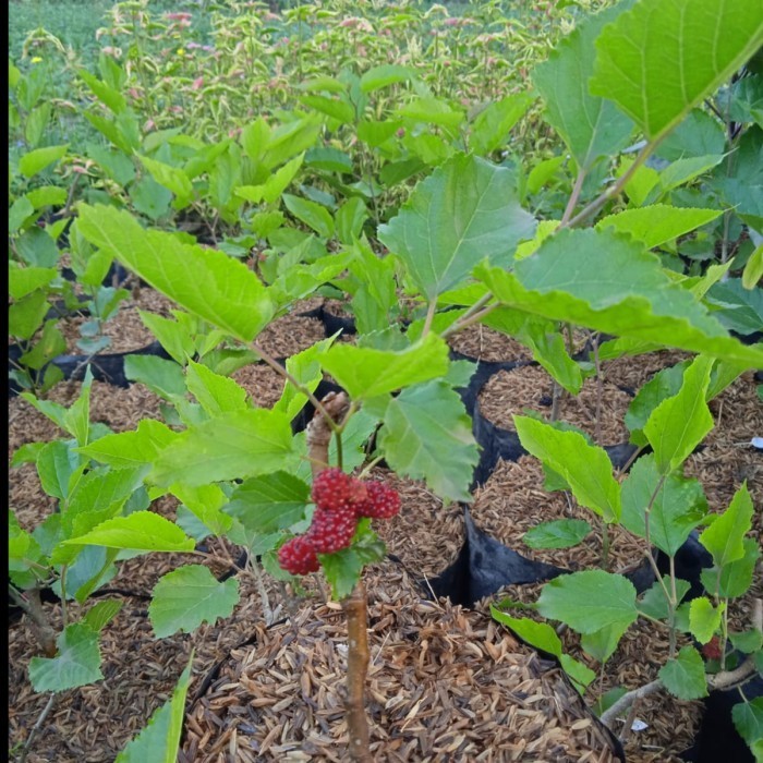Bibit Tanaman Buah Murbei Sudah Berbuah POHON
