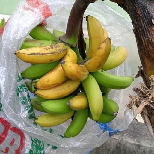 Bibit tanaman pisang mas kirana POHON
