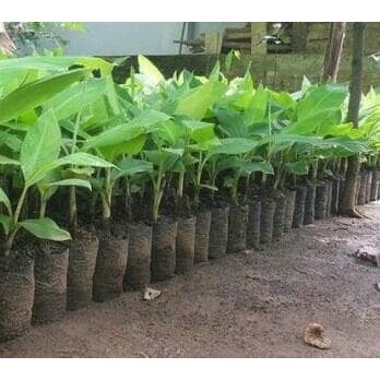 bibit pohon pisang barangan siap tanam POHON