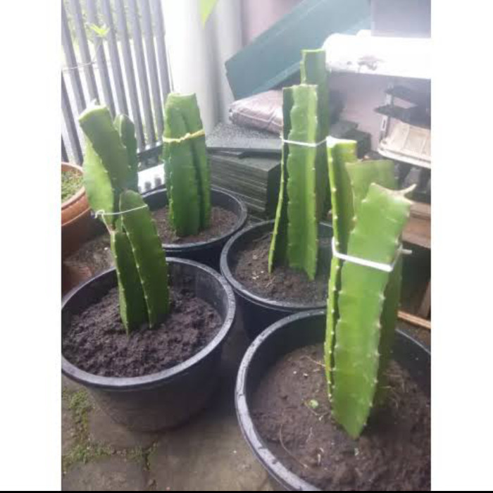 Bibit Pohon Buah Naga-Buah Naga Merah-Pohon Buah Naga-Dragon Fruit POHON