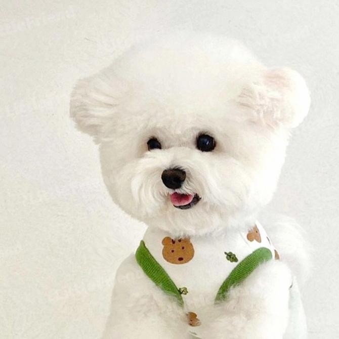 Ready stock] [COD] Baju Kucing Anjing Poodle Pomerian Maltipoo Dog Cat Shirt Teddy