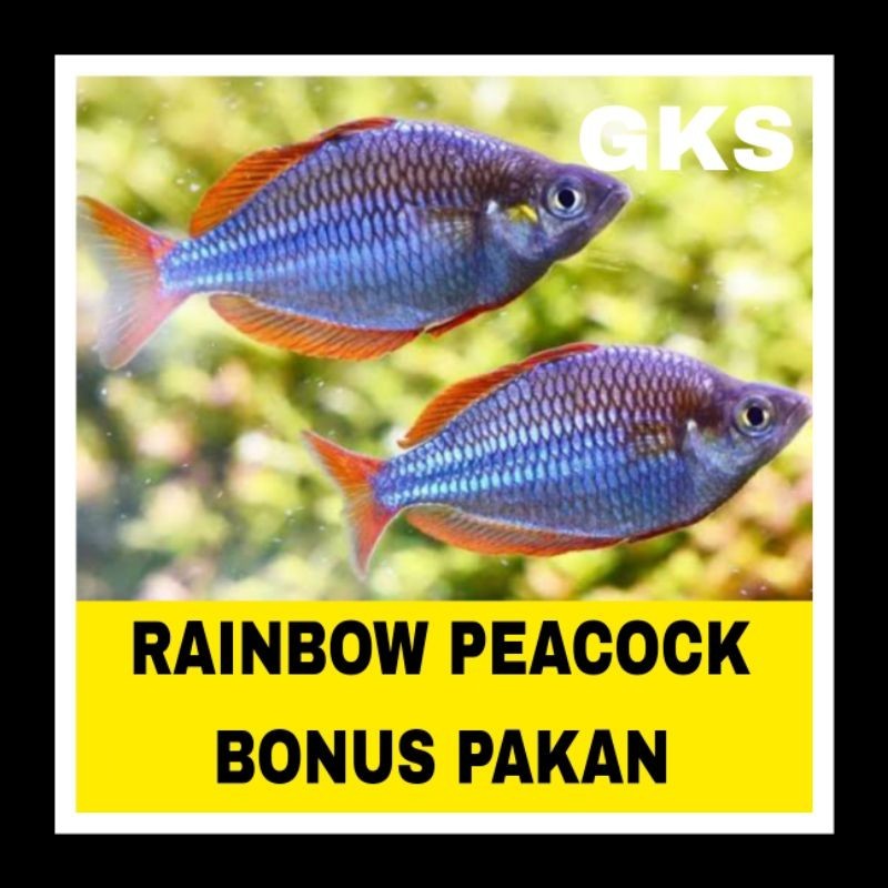 IKAN HIAS RAINBOW PEACOCK BERGARANSI