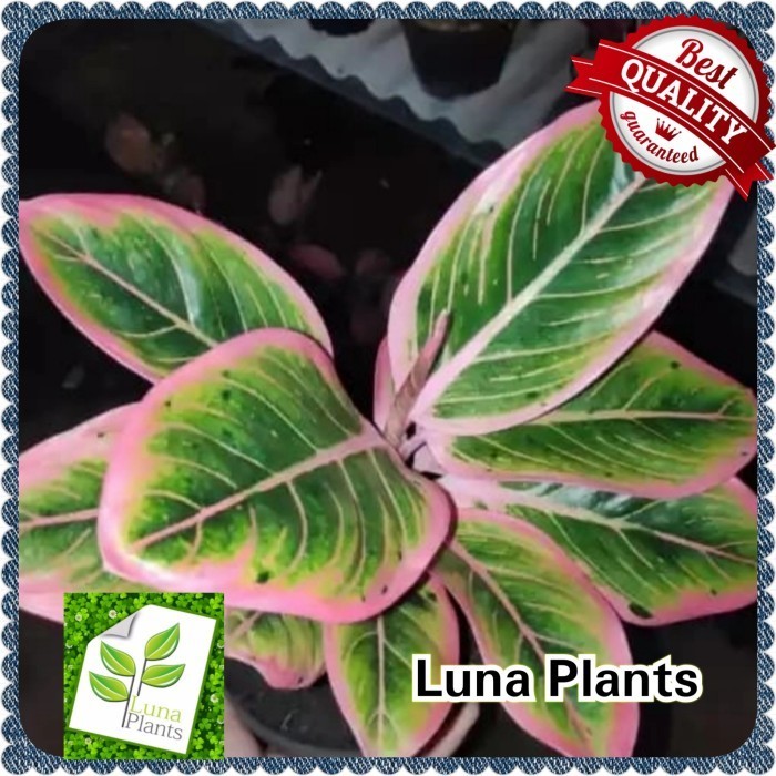 aglonema lotus kw / aglonema lipstik pink