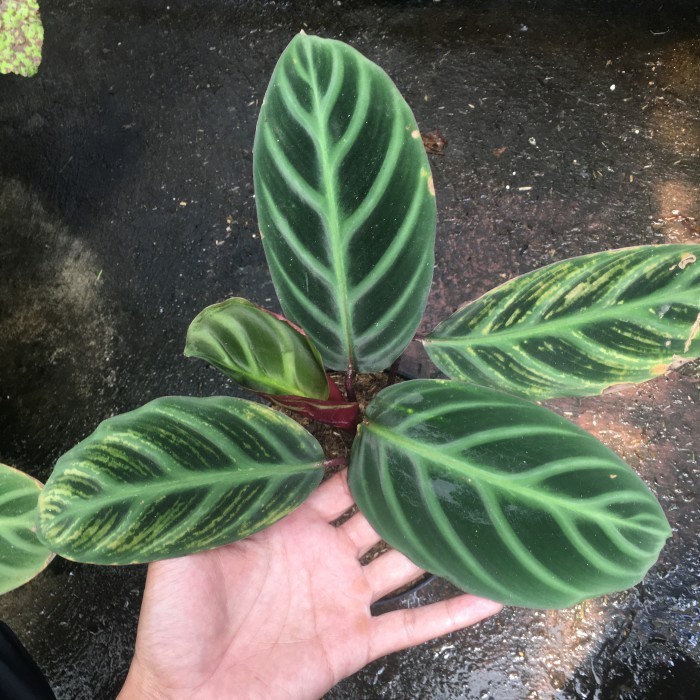 calathea ecuadoriana