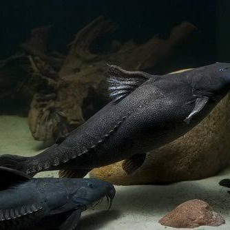 granolosus catfish ikan