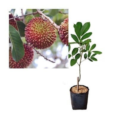 Bibit Rambutan Rapiah Pohon Rambutan Bibit Buah Rambutan Rapiah MURNI