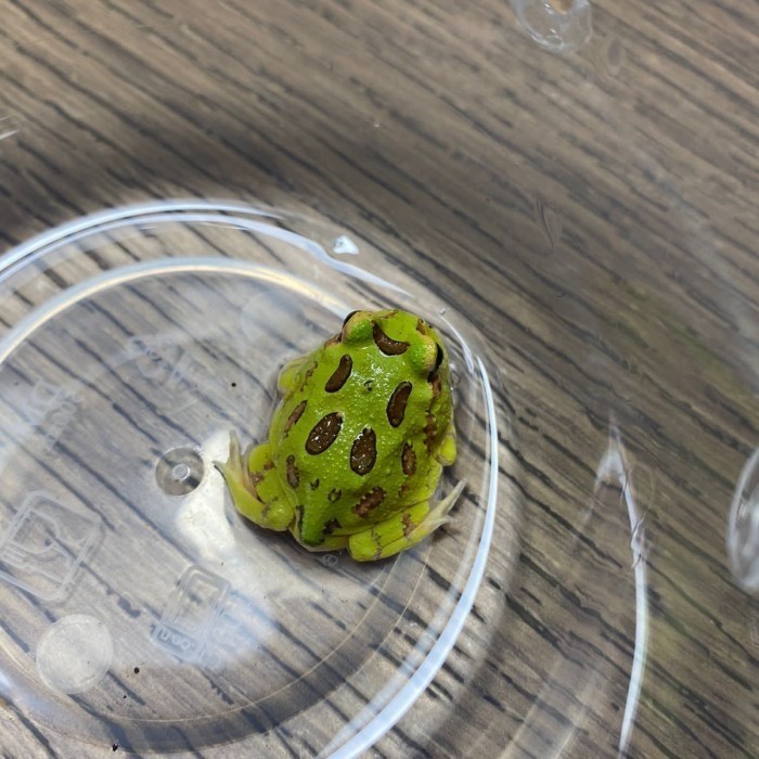 Terbaru Pacman Green Frog / Kodok Pacman Promo Terlaris