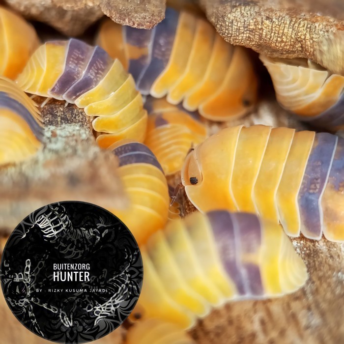 Terbaru Cubaris Sp Amber Ducky Isopod Promo Terlaris