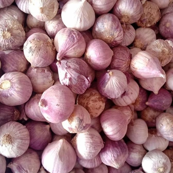 

bawang putih tunggal 1 kg MRS03