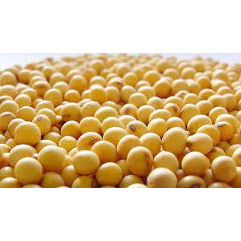 300 Buttir benih kacang kedelai varietas anjasmoro