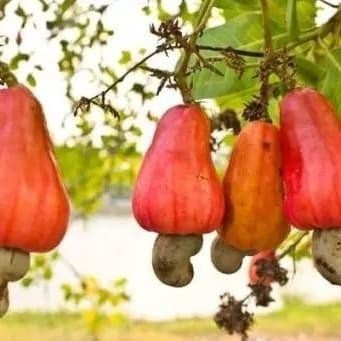 

Bibit Pohon Jambu Mete - Buah Jambu Mede - Tanaman Jambu Monyet Best Seller