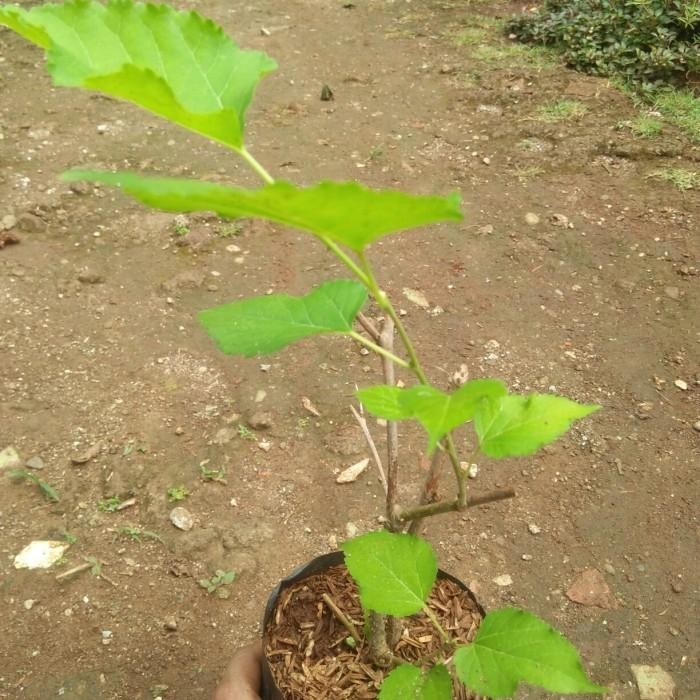 

bibit pohon buah murbei tanaman murbery Best Seller