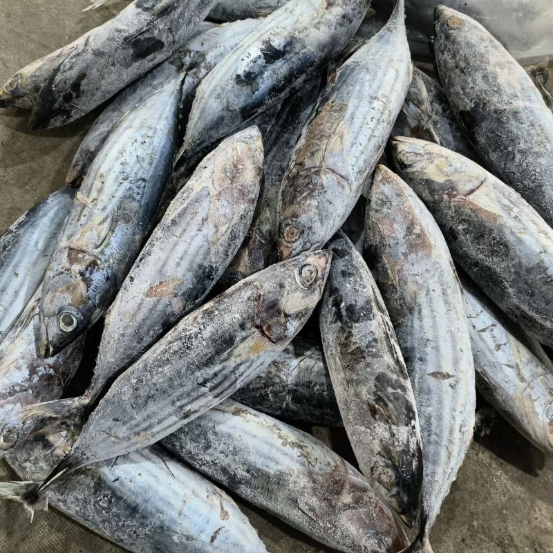 

Ikan Cakalang 10kg