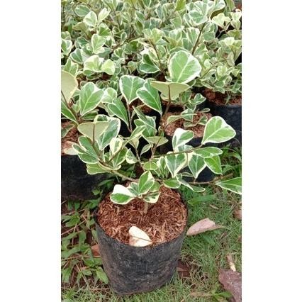 Omahijoofficial Beringin Butterfly Varigata // Bibit Bonsai Beringin Butterfly Putih / Bahan Bonsai 