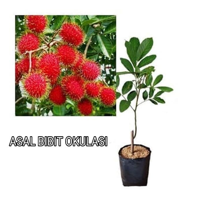 Bibit Rambutan Binjai Pohon Rambutan Bibit Buah Rambutan Binjai ASLI