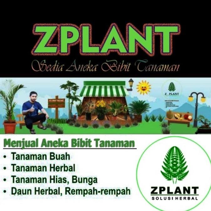 Terlaris Tanaman Buah Strawberry Australia Jumbo - Bibit Pohon ASLI