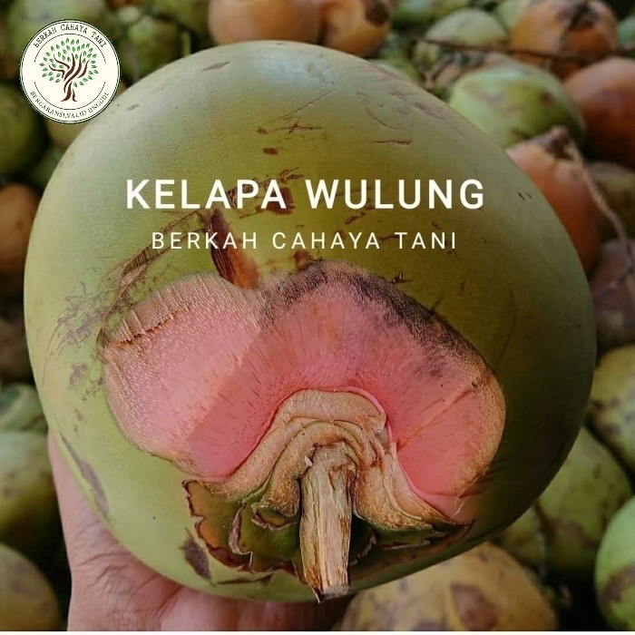 Bibit Tanaman Buah Kelapa Wulung-Bibit Pohon Kelapa Hijau Wulung Super ASLI