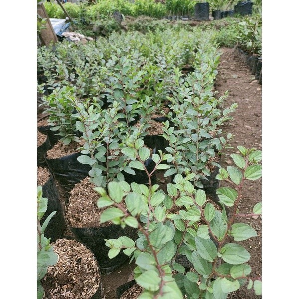 Bibit Bidara Pohon Bidara Arab Shidr Tanaman Kayu Daun Buah Herbal ASLI