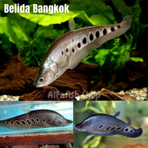 Belida Bangkok/ Predator/ Tankmate/ Size 11-12cm