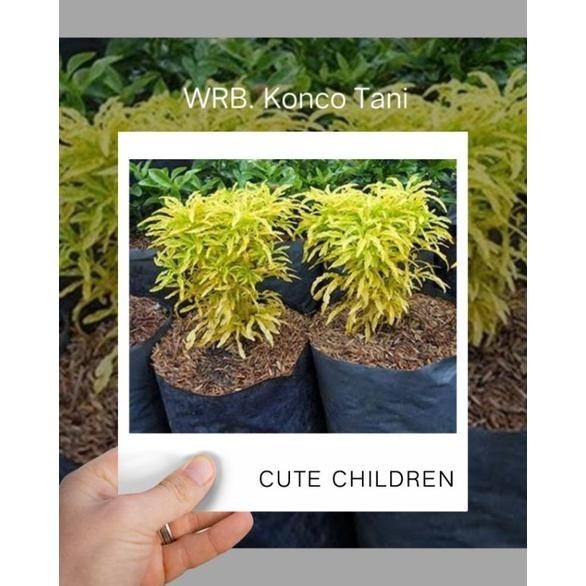 omahijoofficial Bibit Bunga Brokoli Kuning // Tanaman Hias Kembang // Bunga Brokoli Kuning Hias