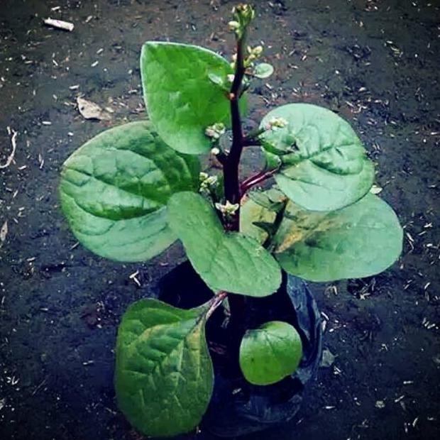 omahijoofficial Bibit tanaman herbal binahong  Bibit tanaman herbal murah  Bibit binahong 