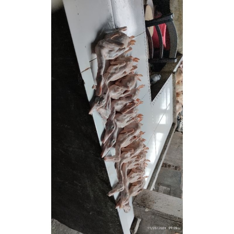 

bebek pedaging