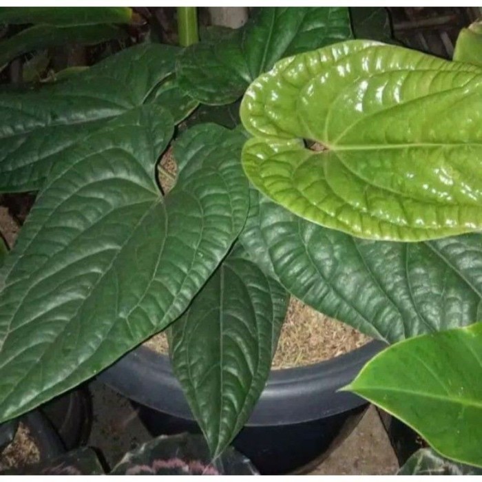 

Tanaman Hias Antorium Sirih Jumbo