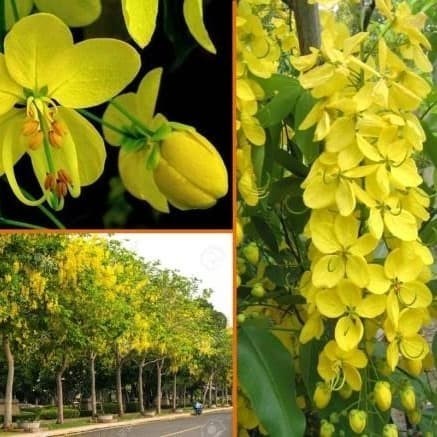 

Tanaman Hias Trengguli - Pohon Cassia Fitsula