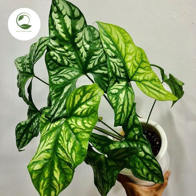 

Tanaman Hias Cladium Cercetismirabilis - Keladi Tato - Tanaman Koleksi