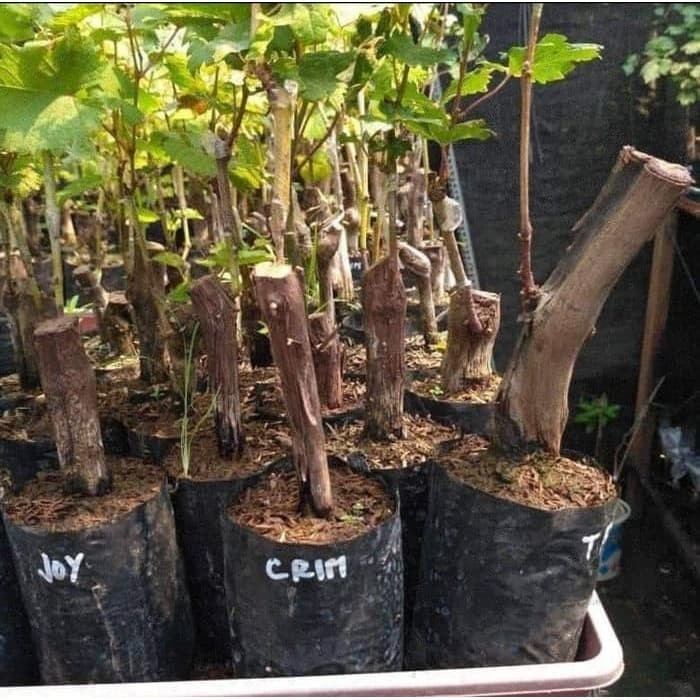 

Bibit Anggur Everest Grafting Siap Berbuah