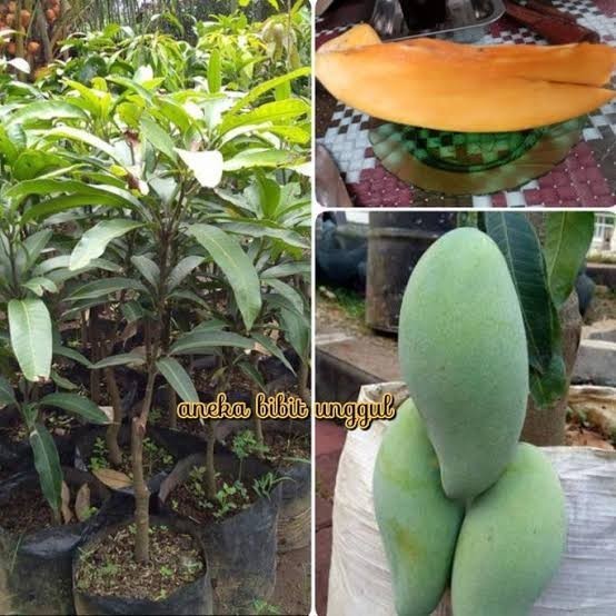

Bibit Buah Mangga Mahatir Super Unggul Okulasi