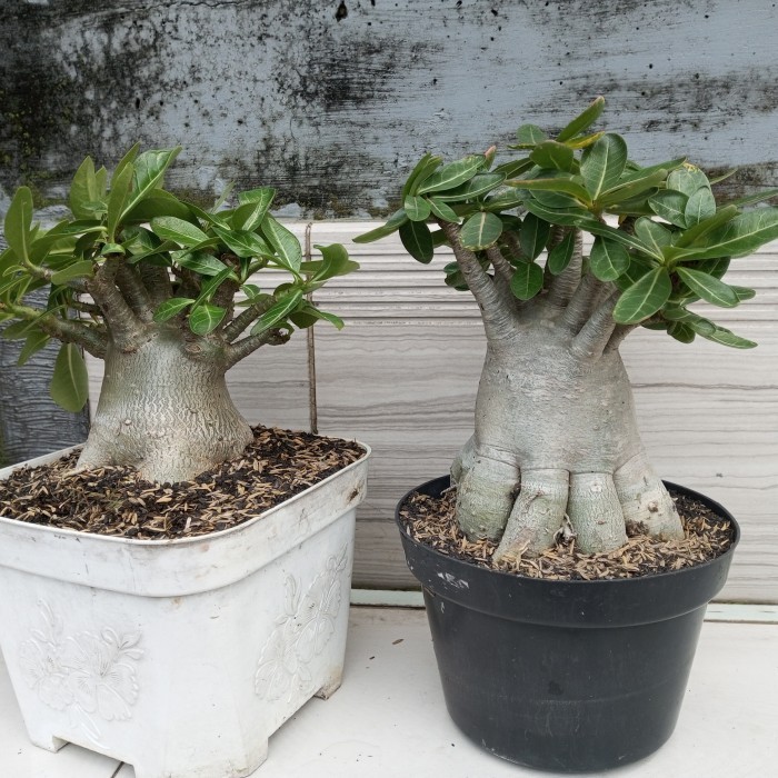 

Adenium Arabicum Gozi Size C Pot 25