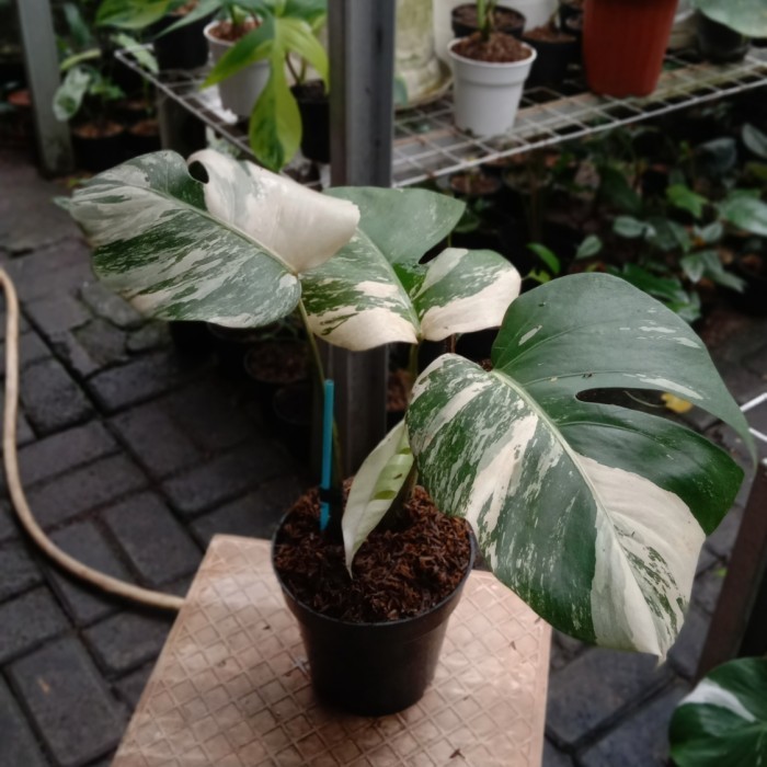 

Monvar White Tiger Variegata