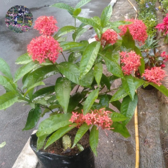 

Tanaman Bunga Asoka Merah Daun Besar