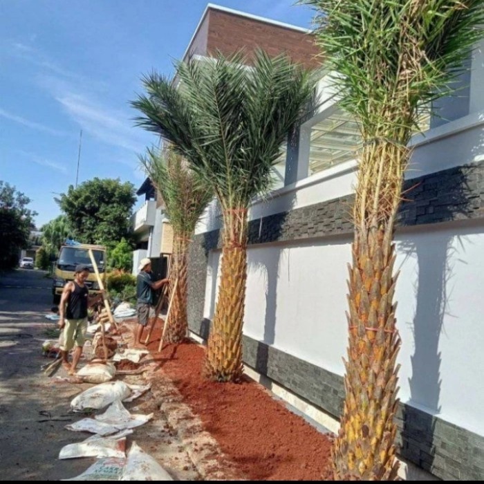 

Pohon Palm Kenari Palem