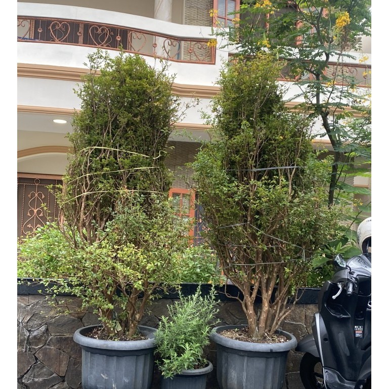 

Pohon Anggur Brazil Ukuran Besar Super Rimbun