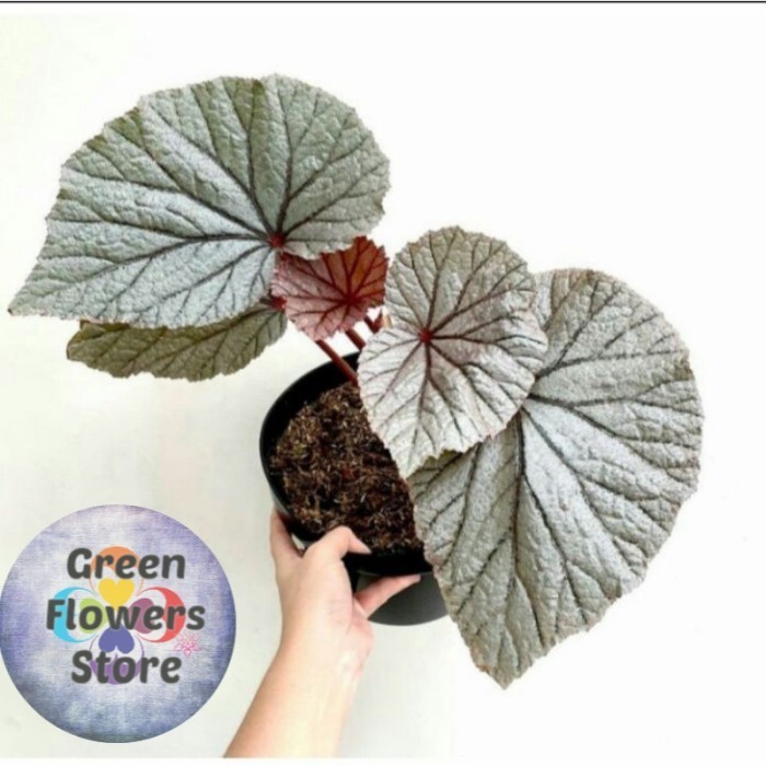 

Tanaman Hias Begonia Silver Red
