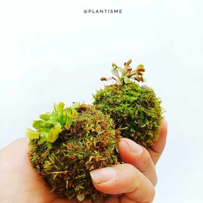 

Mossball - Venus Fly Trap Carnivore Plants Tanaman Karnivora
