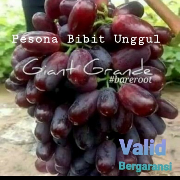 

Bibit Anggur Giant Grande Grafting Asli Anggur Kelas Dewa