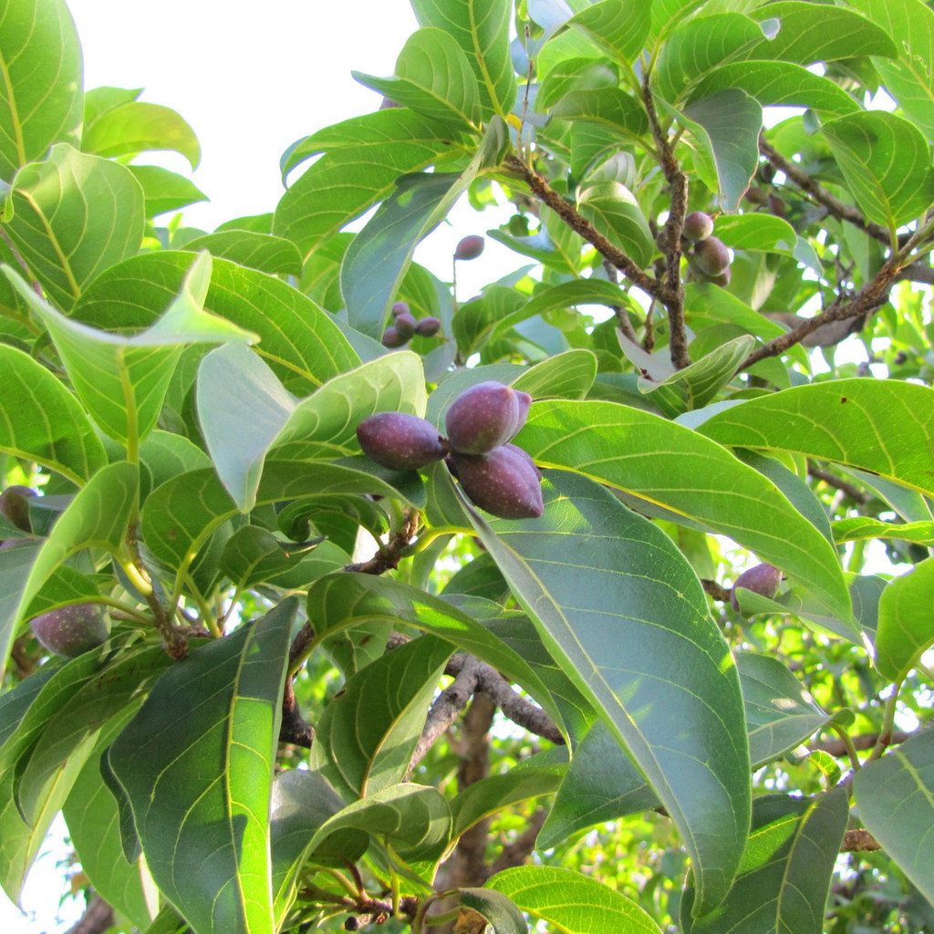 Victory Seed - Bibit Benih Buah Mojokeling (Isi 10 Gram)
