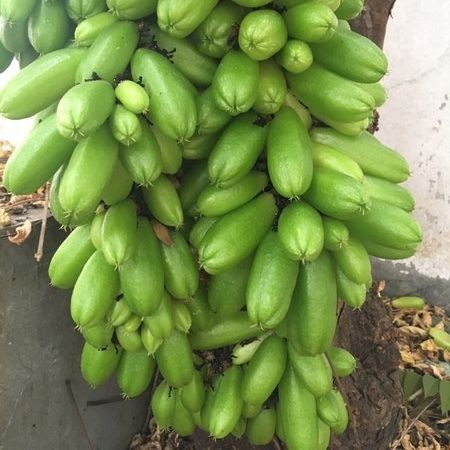 

Victory Seed Buah Belimbing Wuluh Segar (Isi 10 Buah)