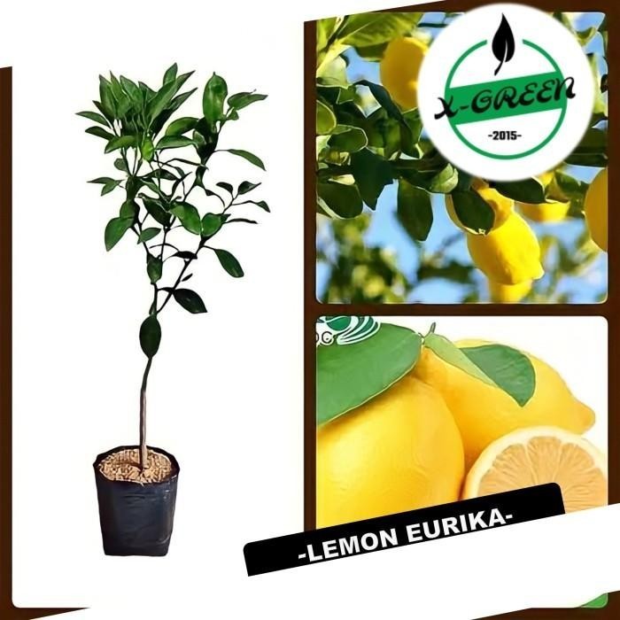 

Promo 4 Tanaman Buah Lemon Eureka - (X-Green) Best Seller