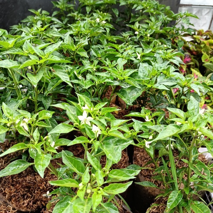 bibit tanaman pohon cengek, gojek/grab only, bibit cengek domba TOPP